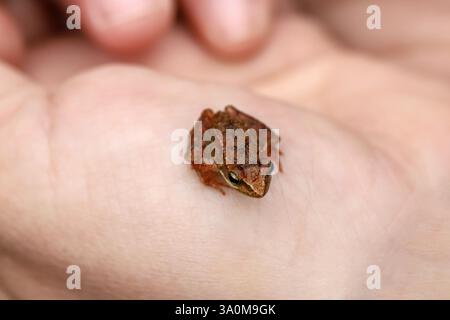 Small Brown Frog Resting on Human Hand – Top View Macro Shot Stock Photo