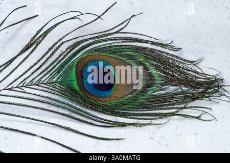 peacock feather in vibrant brilliant colors shiny green and vibrant blue eye, laying horizontal on white marble background, close up, copy space Stock Photo