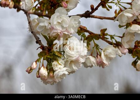 Delicate cherry blossoms are in bloom. Stock Photo