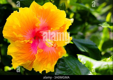 Bright Yellow and Pink Hibiscus Flower in a Lush Green Garden Stock Photo