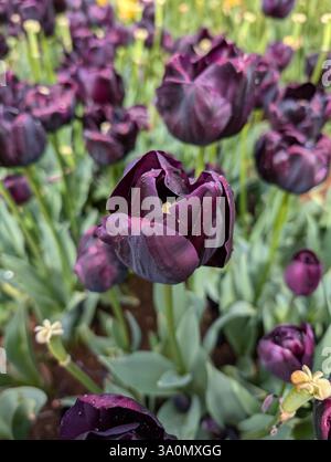 Dark purple tulips, 'Black Hero' variety, bloom in a garden. Petals with subtle sheen, green stems. Close-up, natural light. Rich, velvety texture Stock Photo