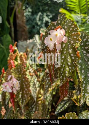 Begonia maculata with white flowers, spotted leaves, and red undersides. Close-up, natural light. Detailed foliage, tropical plant. Botanical beauty. Stock Photo