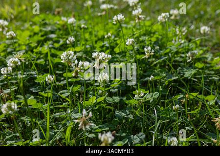 Close-up of a green meadow covered in blooming white clover flowers with fresh leaves and tall grass in bright sunlight Stock Photo