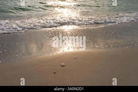 Three small comb shells lay on the sand, with foam from waves visible as they meet the shore. A serene beach scene at Lovers Key State Park Stock Photo