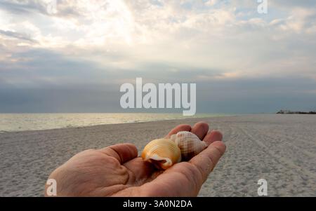 A hand holds two conch shells, one off-white and yellow, the other with red and burgundy spots, against a beach backdrop of sand, water, and sky Stock Photo