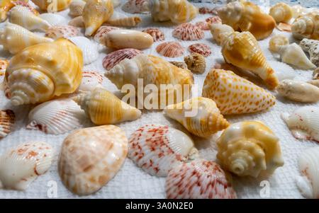 A variety of seashells washed up on the beach and laid to dry, showcasing intricate patterns and natural coastal beauty Stock Photo
