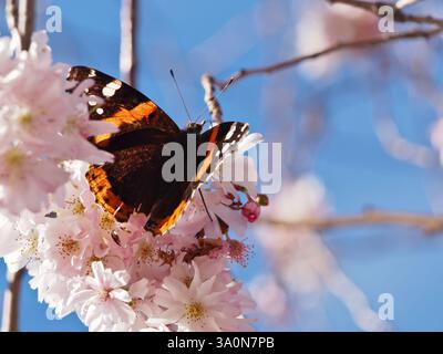 Close-up of a red admiral (Vanessa atalanta) sitting on a branch of the blossom of the winter-flowering cherry (Prunus × subhirtella). Bonn, Germany. Stock Photo
