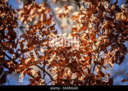 A close-up of dried oak leaves clinging to branches during winter. The selective blur and muted background highlight their delicate texture and rich b Stock Photo