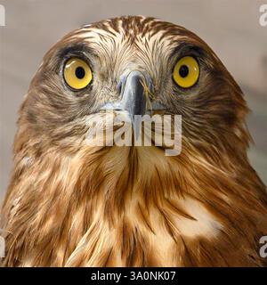 Close-up of a short-toed snake eagle (Circaetus gallicus). Stock Photo