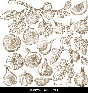 Fig tree. Hand drawn botanical sketch on white background. Vector tropical plant, raw sweet fruit, exotic leaf in graphic style. Farm harvest. Texture Stock Vector