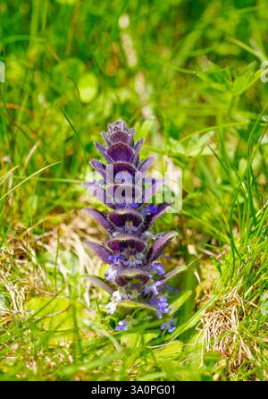Close-up of the purple flower of the pyramidal bugle. Ajuga pyramidalis. Stock Photo