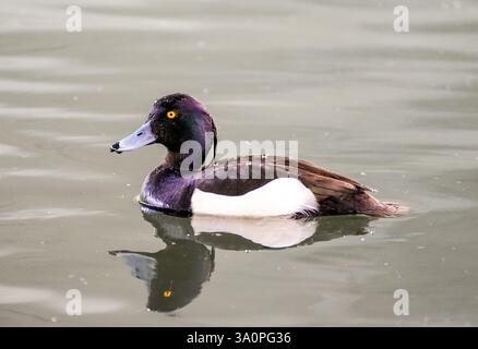 Portrait of a tufted duck on the water. Bird close-up in natural habitat. Aythya fuligula. Stock Photo