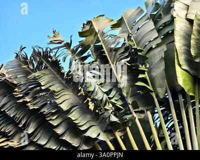 A tall palm tree stands majestically against a vast blue sky in the background. Stock Photo