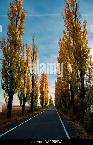 Asphalt road going through an alley of tall poplar trees in the autumn Stock Photo