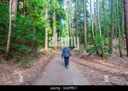 Cluny Hill woods beside Nelson's Tower in Forres, Scotland, dedicated to Admiral Lord Nelson Stock Photo