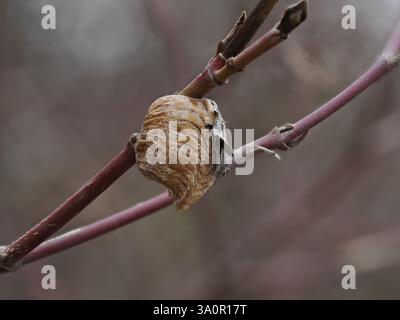 The photograph shows a branch of a bush on which is located the cocoon of a praying mantis Stock Photo