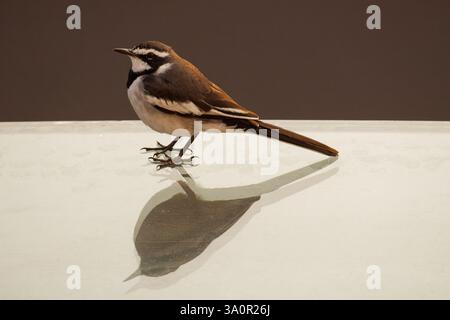 African Pied Wagtail on a reflective surface Stock Photo