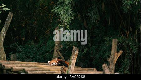 Red Panda Resting And Falls Asleep. White-browed Laughingthrush Birds Jump And Fly On Background. Ailurus Fulgens Or Lesser Panda Is Small Mammal Stock Photo