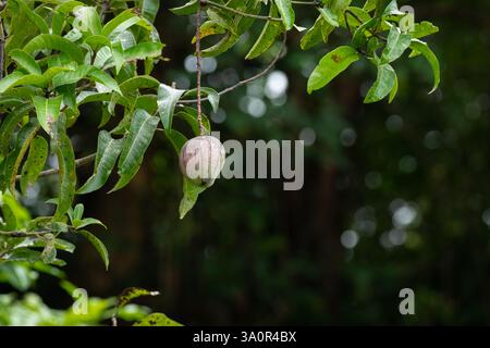 A lone Mango (Mangifera indica) growing on a lush green mango tree in the garden. A sweet and delicious tropical fruit. Hailed the King of fruits. Stock Photo