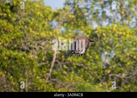 Close-up of a majestic Crested serpent eagle (Spilornis cheela), a medium-sized bird of prey soaring into the sky after taking off from a perch in the Stock Photo