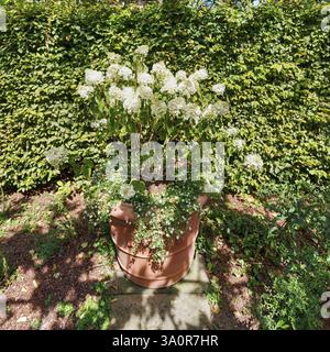 Potted plant with white flowers, panicle hydrangea, Sissinghurst Castle and Garden, Cranbrook, Kent, England, Great Britain Stock Photo