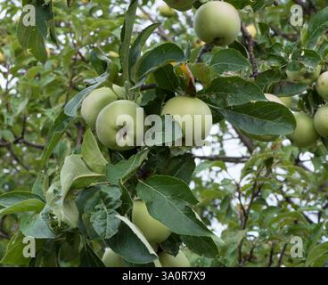 The photo shows green apples growing on an apple tree. The apples are hanging on branches among green leaves. The background consists of other branche Stock Photo