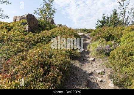 Striking stones on the Kleiner Lugstein in Zinnwald-Georgenfeld, Erzgebirge, Saxony, Germany, Europe Stock Photo