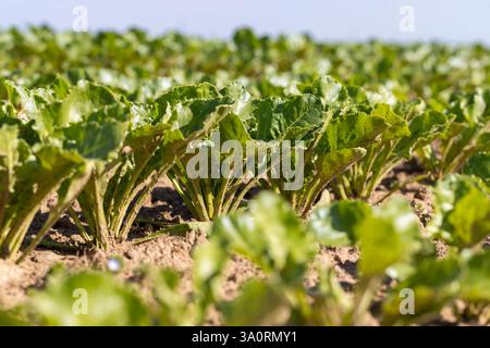 green beet foliage in the field, green beet foliage in the mud after rain in early summer, new sugar beet harvest Stock Photo