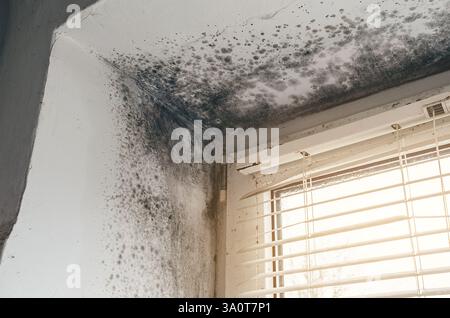 Black mold growth on walls and ceiling near window with blinds. Stock Photo