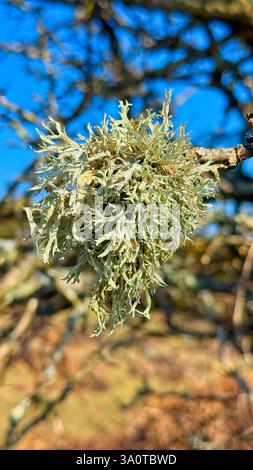 Farinose Cartilage Lichen (Ramalina farinacea) growing on a rotting tree in the New Forest Stock Photo