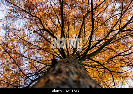 Golden Canopy Under Autumn Sunshine Stock Photo