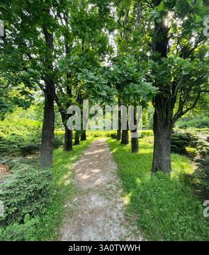Straight narrow path in green park. Summer morning in a park - beams of light among trees. Stock Photo