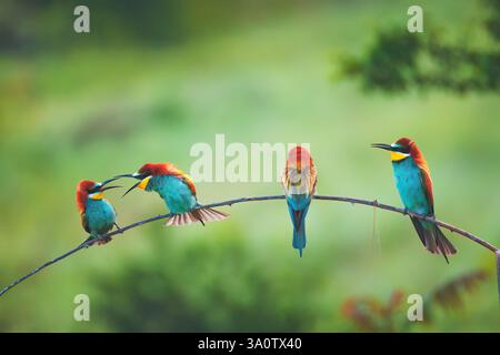European bee-eater (Merops apiaster) in natural habitat Stock Photo