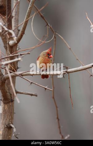 A female northern cardinal perched on a branch in winter Stock Photo