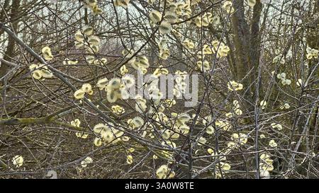 A willow tree covered in soft, fluffy catkins, marking the beginning of spring with its gentle blossoms. Stock Photo
