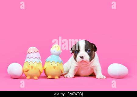 Pied tan French Bulldog dog puppy next to Easter chicks and eggs on pink background with copy space Stock Photo
