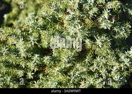 Common juniper Juniperus communis green and white needles Stock Photo
