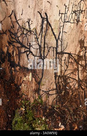 Fungal mycelium growing on an old rotting tree trunk without bark Stock Photo