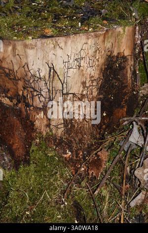 Fungal mycelium growing on an old rotting tree trunk without bark Stock Photo