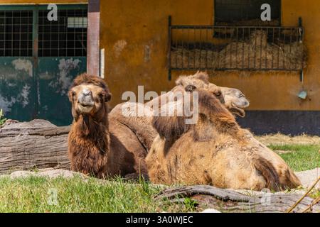 Zagreb, Croatia - A pair of Bactrian camels with thick, shaggy fur rest on the ground in their enclosure at Zagreb Zoo Stock Photo