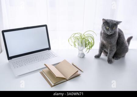 A gray cat sitting on a white table beside a white laptop computer with a blank screen, a notepad, and a pen. Home office concept. Stock Photo