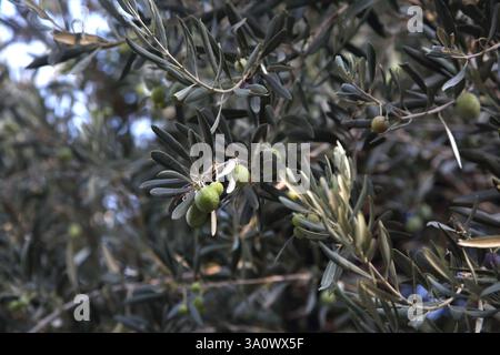 Green Olives Growing on Tree Voula Athens Attica Greece Stock Photo