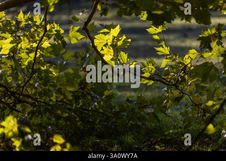 Sunlight filters through vibrant green leaves, casting shadows and highlights on the branches. The intricate patterns of light and shadow create a ser Stock Photo