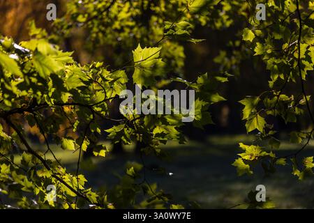Sunlight filters through vibrant green leaves, casting shadows and highlights on the branches. The intricate patterns of light and shadow create a ser Stock Photo