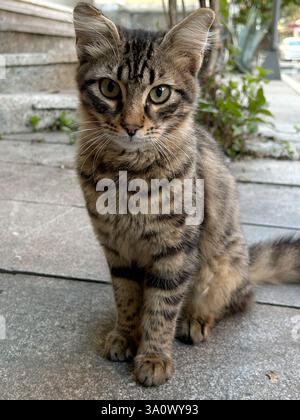 A tabby cat with dark stripes, green eyes, and perked-up ears sits on a paved sidewalk, staring at the camera. The cat has a fluffy tail and a serious Stock Photo