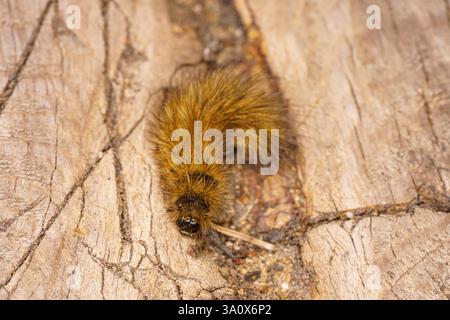 Phragmatobia fuliginosa Family Erebidae Genus Phragmatobia Ruby tiger moth caterpillar wild nature insect photography, picture, wallpaper Stock Photo