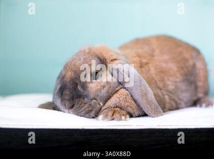 A brown lop eared pet rabbit lying down with its head down Stock Photo