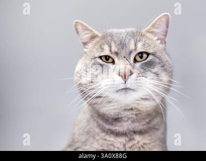 A gray tabby shorthair cat with a scar on its face looking at the camera Stock Photo