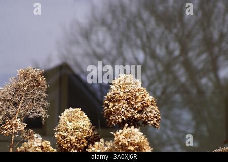 Close up withered flowers of Hydrangea (Hydrangea paniculata limelight). Reflection of house and tree in a window in the background. Netherlands March Stock Photo