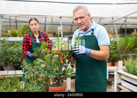 Professional male gardener taking care of potted Arbustus Unedo shrub in glasshouse Stock Photo